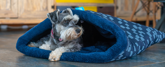 Sweet Dreams: The Importance of Sleep and a Bed For Your Dog