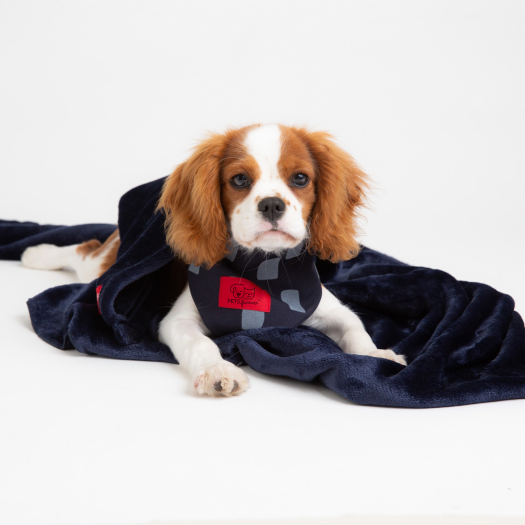BLANKIE